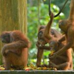 Labuk Proboscis, Sepilok, Sun Bear, Sandakan City Tour & Lunch - Final Thoughts: Who Should Take This Tour?