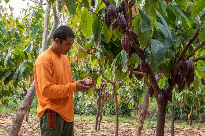 Lahaina: Maui Ku'ia Estate Guided Cacao Farm Tour and Tasting - Who Should Book This Tour?