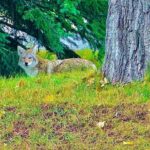 Lake Louise and Moraine Lake Exclusive Evening Private Tour - Who Should Consider This Tour?