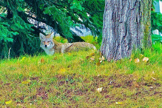 Lake Louise and Moraine Lake Exclusive Evening Private Tour - Who Should Consider This Tour?