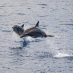 Lanai Snorkel and Dolphin Watch from Maalaea - Authentic Experiences: What Travelers Say