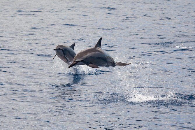 Lanai Snorkel and Dolphin Watch from Maalaea - Authentic Experiences: What Travelers Say