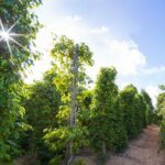 Land Tour 2: Discover the North - Kayaking & Starfish beach Phu Quoc (Not Lunch) - A Deep Dive into the Phu Quoc North Tour Experience