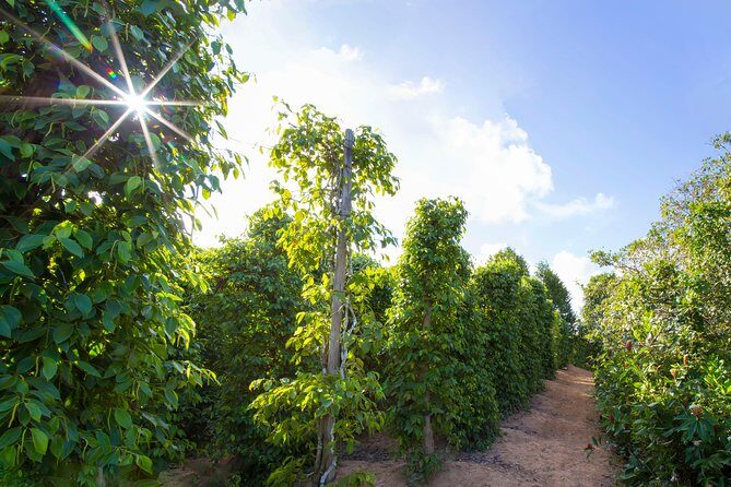 Land Tour 2: Discover the North - Kayaking & Starfish beach Phu Quoc (Not Lunch) - A Deep Dive into the Phu Quoc North Tour Experience