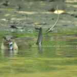 Langkawi: 6-Hour Kilim Mangrove Boat Tour w/ Lunch & Pickup - In-Depth Review: Why This Mangrove Tour Is a Must-Do