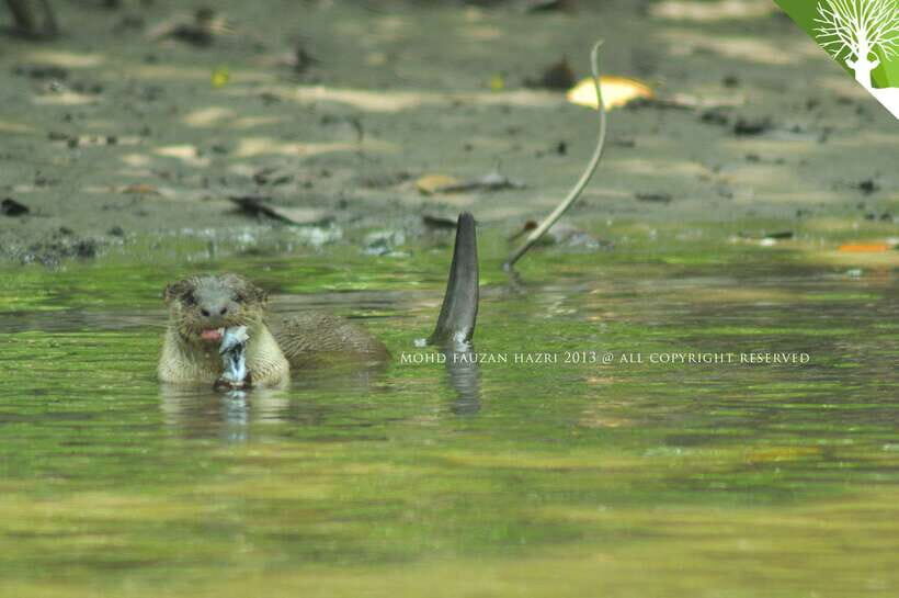 Langkawi: 6-Hour Kilim Mangrove Boat Tour w/ Lunch & Pickup - In-Depth Review: Why This Mangrove Tour Is a Must-Do