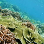 Langkawi: Floating Restaurant & Snorkeling Trip - Authentic Experiences and Balancing Expectations