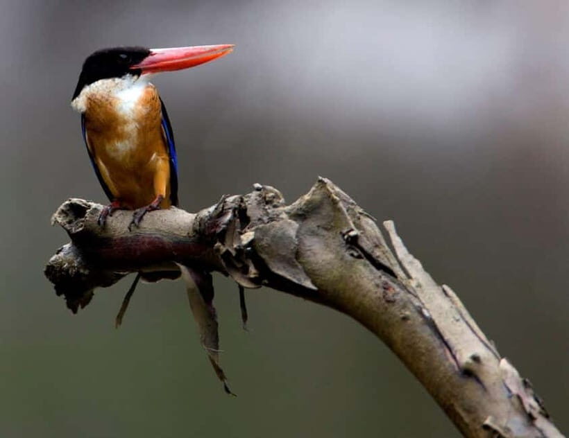 Langkawi: Half Day Birdwatching Tour - The Sum Up