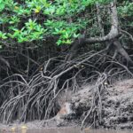 Langkawi Half Day Mangrove Tour - Sharing Basis - A Deep Dive into the Langkawi Mangrove Experience