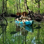 Langkawi : Kilim Geoforest Mangrove Kayak Tour with Lunch - Exploring Langkawi’s UNESCO Geopark on a Kayak