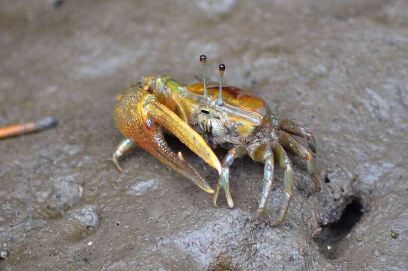 Langkawi: Kilim River Mangrove Safari Kayaking Tour - Why Choose This Tour?