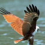 Langkawi Mangrove Kilim UNESCO Geopark and Cave Exploring Tour - Final Thoughts: Is It Worth It?