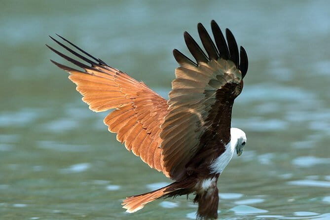 Langkawi Mangrove Kilim UNESCO Geopark and Cave Exploring Tour - Final Thoughts: Is It Worth It?