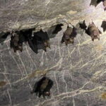 Langkawi Mangrove Monkey Package - The Sum Up