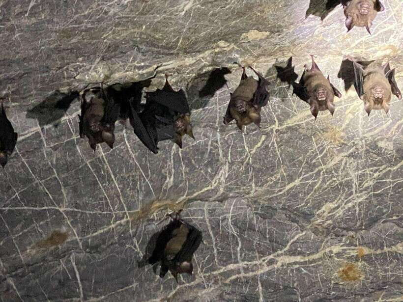 Langkawi Mangrove Monkey Package - The Sum Up