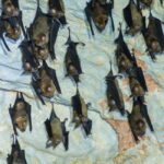 Langkawi Mangrove Tour : Estimated 1 hour Lunch Available - The Details: What to Expect on the Langkawi Mangrove Tour