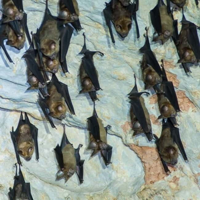 Langkawi Mangrove Tour : Estimated 1 hour Lunch Available - The Details: What to Expect on the Langkawi Mangrove Tour