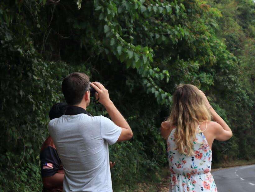 Langkawi: Nighttime Rainforest Tour with Nature Guide - An In-Depth Look at the Langkawi Night Rainforest Tour