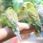 Langkawi: Wildlife Park Admission Ticket - An In-Depth Look at Langkawi Wildlife Park