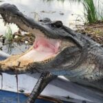 Large Airboat Swamp Tour with Transportation from New Orleans - The Sum Up: Is It Worth It?