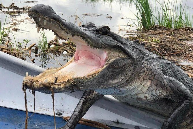 Large Airboat Swamp Tour with Transportation from New Orleans - The Sum Up: Is It Worth It?