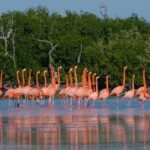 Las Coloradas and Rio Lizards private tour from Valladolid - Who Is This Tour Best For?