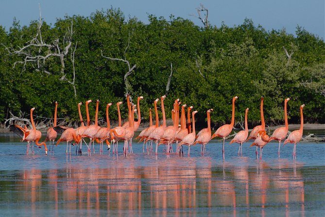 Las Coloradas and Rio Lizards private tour from Valladolid - Who Is This Tour Best For?