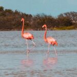 Las Coloradas & Río Lagartos with boat & Lunch from Mérida - Cancunito Beach: Peaceful and Uncrowded