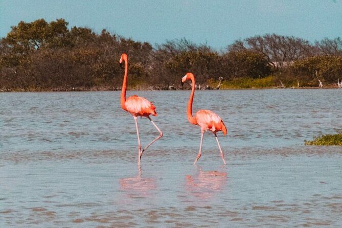 Las Coloradas & Río Lagartos with boat & Lunch from Mérida - Cancunito Beach: Peaceful and Uncrowded