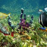 Learn to Scuba Dive with a Professional Instructor in Key Largo - All Inclusive - Authentic Insights from Travelers