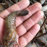 Learn Traditional Kerala Meal in Kumarakom - Why This Experience Is Worth It