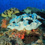 Lembongan Snorkeling at Manta Point Crystal Bay and Mangrove - What the Tour Includes and What to Keep in Mind