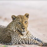 Leopard Half Day Yala National Park Eleven Safari - Who Should Consider This Tour?