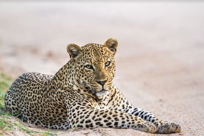 Leopard Half Day Yala National Park Eleven Safari - Who Should Consider This Tour?
