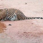 Leopard Safari in 4x4 Vehicle in Jhalana Park Including Transfers - Discovering Jhalana: What Makes This Safari Special