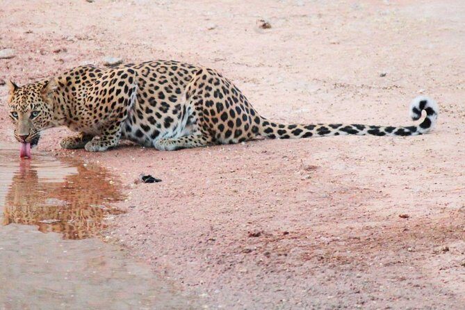 Leopard Safari in 4x4 Vehicle in Jhalana Park Including Transfers - Discovering Jhalana: What Makes This Safari Special