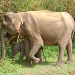 Leopard Safari in Yala National Park(Full Day/Half A Day) - Key Points