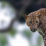 Leopard Safari Tour in Yala National Park - A Deep Dive into the Yala Leopard Safari Experience