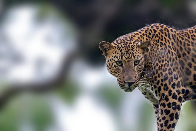 Leopard Safari Tour in Yala National Park - A Deep Dive into the Yala Leopard Safari Experience