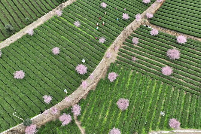 Leshan Giant Buddha day tour with tea Tasting Terrace view - An In-Depth Look at the Leshan Giant Buddha Tour