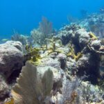 Let it Ride Charters-Private Fishing / Snorkel Combo Key Largo FL - The Value of This Tour