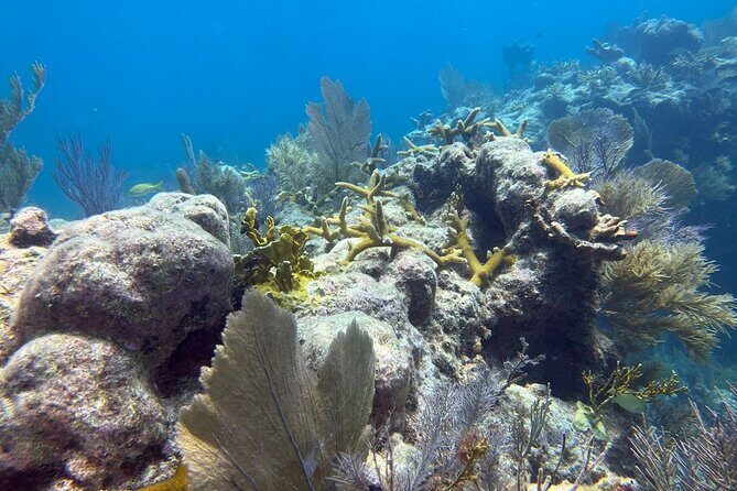 Let it Ride Charters-Private Fishing / Snorkel Combo Key Largo FL - The Value of This Tour