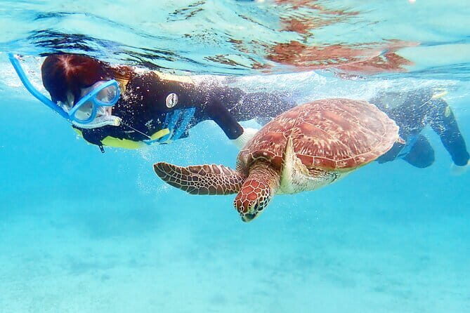 Let's swim with sea turtles in Yakushima!Snorkeling Tour - Why This Tour Offers Real Value