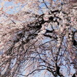 Licensed Guide Shinjuku Dramatic Tour Day Time - Who Will Love This Tour?