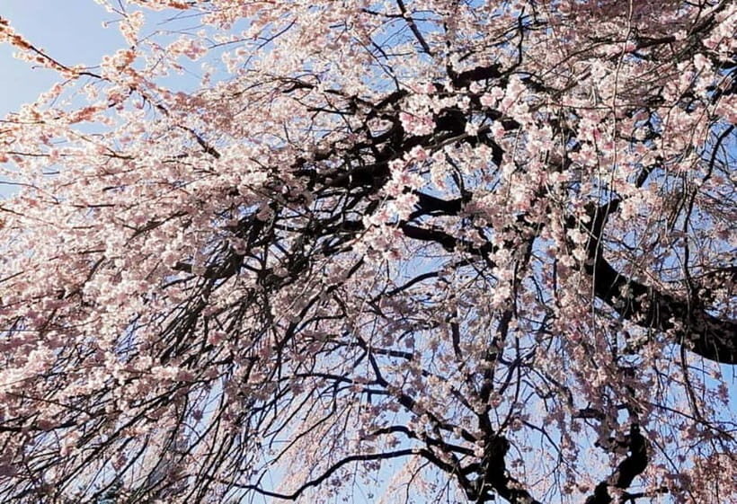 Licensed Guide Shinjuku Dramatic Tour Day Time - Who Will Love This Tour?