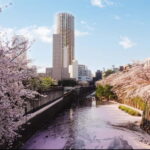 Licensed Guide Tokyo Meguro Cherry Blossom Walking Tour - Who Should Consider This Tour?