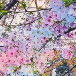 Licensed Guide Tokyo Meguro Cherry Blossom Walking Tour - Why This Tour Works Well for Travelers