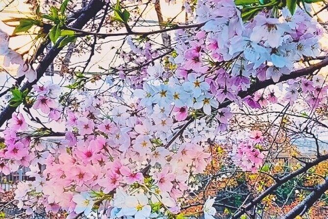 Licensed Guide Tokyo Meguro Cherry Blossom Walking Tour - Why This Tour Works Well for Travelers
