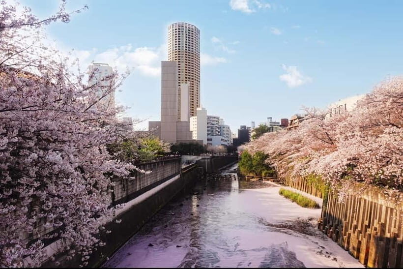 Licensed Guide Tokyo Meguro Cherry Blossom Walking Tour - Who Should Consider This Tour?