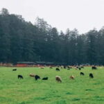 Lijiang: Jade Dragon Snow Mountain + Impression Lijiang - Black Dragon Pool and Baisha Ancient Town—A Cultural Contrast